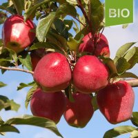 Bio-Äpfel Gloster 6kg