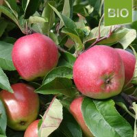 Bio-Äpfel Gloster 6kg