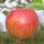 Bio-Äpfel der Sorte Wellant 6kg