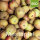 Mostäpfel 13kg Bio-Coulons Renette-Saftäpfel