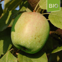 Bio-Apfel Gelber Richard|truncate:60