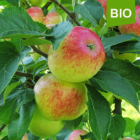 Stark Earliest Äpfel bio 4kg|truncate:60