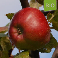 Bio-Apfel Rheinischer Winterrambur