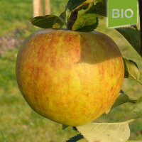 Bio-Apfel Harberts Renette|truncate:60