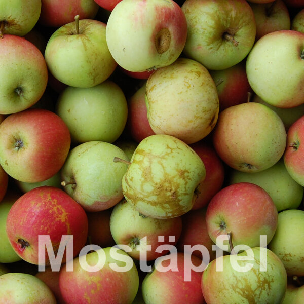 Mostäpfel, 13kg Bio-James Grieve-Äpfel-Saftäpfel