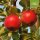 Bio-Santana-Äpfel 5kg - der Allergiker-Apfel