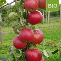 Idared Bio-Äpfel 6kg