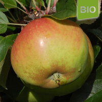 Apfel Ingol|truncate:60