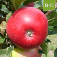 Bio-Apfel Discovery