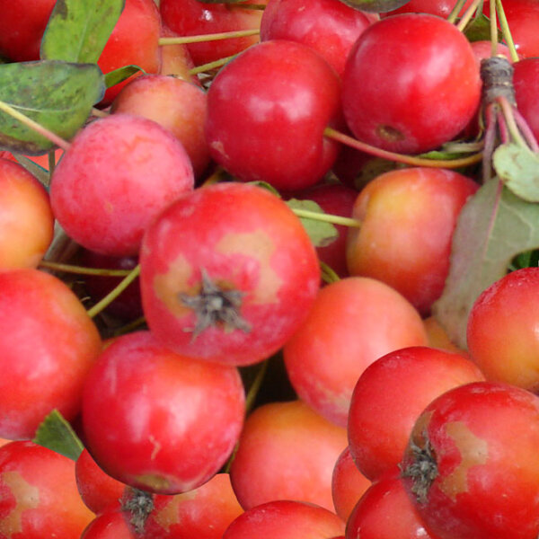 Rote Zieräpfel lose je 100g