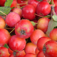 Rote Zieräpfel lose je 100g|truncate:60