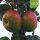 Peter Martens Bio-Äpfel 5kg