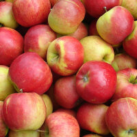 Allergiker Apfel-Probierpaket 3 Sorten