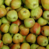 Allergiker Apfel-Probierpaket 3 Sorten