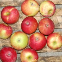 Seidenhemdchen Äpfel 5kg|truncate:60