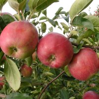Apfel der Sorte "Gravensteiner"