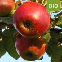 Bio-Apfel Kardinal Bea