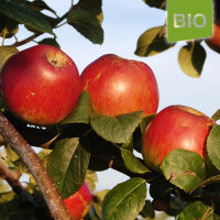 Bio-Apfel Kardinal Bea