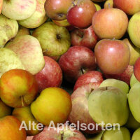 Apfel-Probierpaket - Alte Apfelsorte 5kg|truncate:60