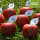 Roter Bio-LOGO-Apfel mit QR-Code auf PR-Blatt