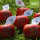 Roter Bio-LOGO-Apfel mit QR-Code auf PR-Blatt