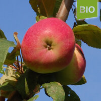 Bio-Apfel Melba