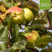 Riesenboiken Bio-Äpfel 6kg