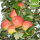 Bio-Herbstprinz-Äpfel 6kg