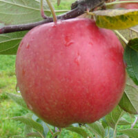 Bio Braeburn Äpfel coole Minis 5kg