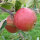 Bio Braeburn Äpfel coole Minis 5kg