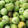 Mostäpfel, 13kg Bio-Seestermüher Zitronenapfel-Saftäpfel