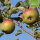 Ribston Pepping Bio-Äpfel 5kg