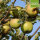 Ribston Pepping Bio-Äpfel 5kg
