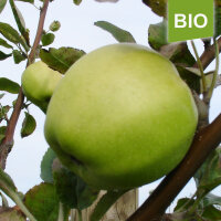 Uelzener Kalvill Bio-Äpfel 5kg