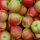 Santana Apfel / Bio-Äpfel / 2,5kg-Steige