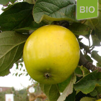 Bio-Apfel Ananasrenette|truncate:60