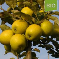 Bio-Apfel Ananasrenette