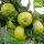 Bio-Apfel Ananasrenette