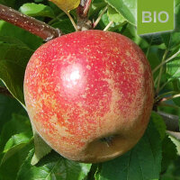 Bio-Apfel der Sorte Wellant