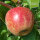 Bio-Apfel der Sorte Wellant