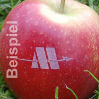 4 rote Logo-Äpfel Laser in 4er Apple Present Box...