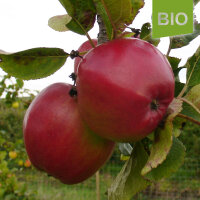 Roter Winterkalvill Bio-Äpfel 5kg