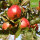 Roter Winterkalvill Bio-Äpfel 5kg