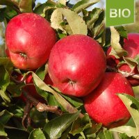 Bio-Apfel Red Jonaprince