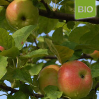 Ruhm aus Vierlanden 5kg Bio-Äpfel|truncate:60