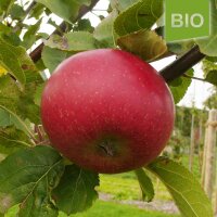 Uelzener Rambour Bio-Äpfel 5kg
