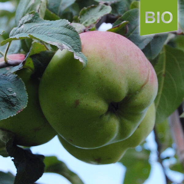 Bio-Apfel Fettapfel