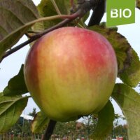Bio-Apfel Filippa|truncate:60