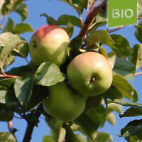 Bio-Apfel Filippa