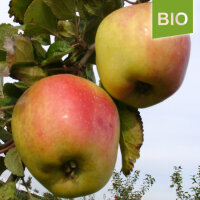 Bio-Apfel Filippa